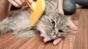 4 Daftar Vitamin untuk Melebatkan Bulu Kucing Update